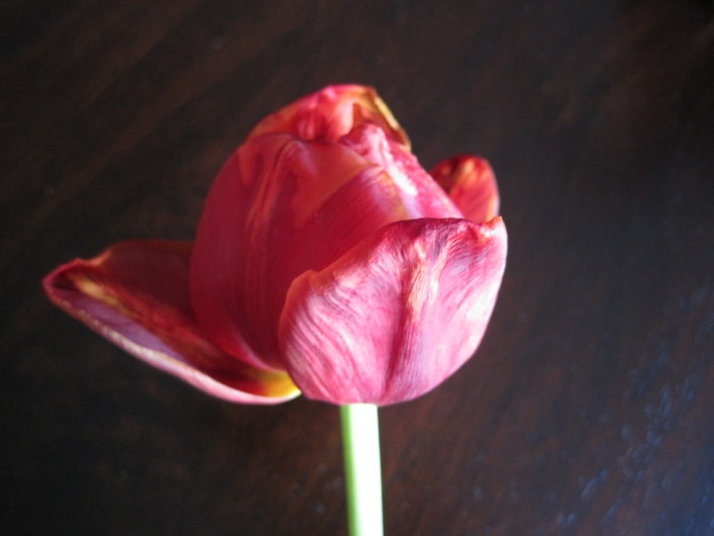 tulip