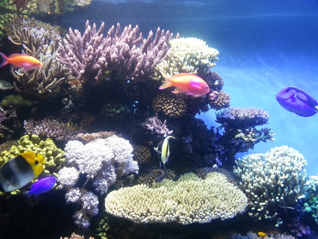 color fish  