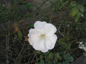 Eric-Danes-last-words