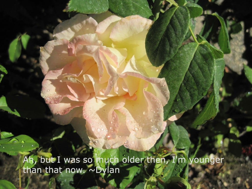 rose dew neighb dylan best