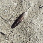 feather dark