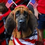 Red white and blue dog