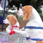 Dog with shopping cart
