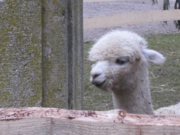 alpaca cutie
