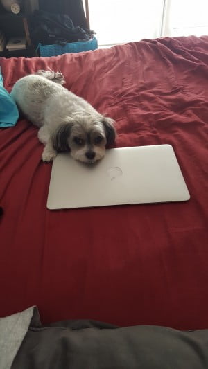 Riley rests computer