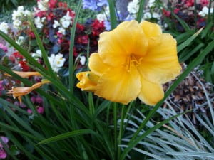 hissing-of-summer-lawns