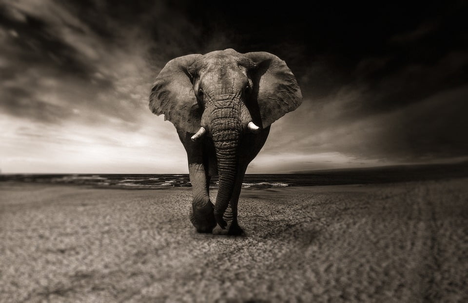 be-any-animal