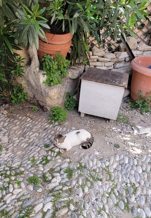 cat