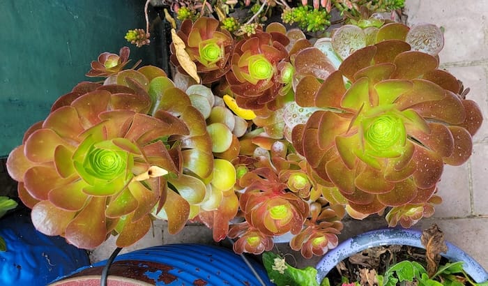 succulent