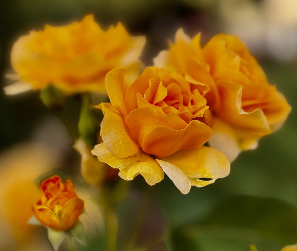 love-is-the-only-way